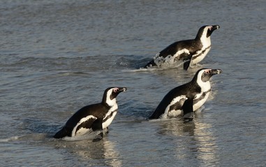 African penguins walk out of the ocean on the sandy beach. African penguin  also known as the jackass penguin and black-footed penguin. Sciencific name: Spheniscus demersus.