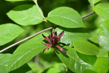 Carolina allspice
