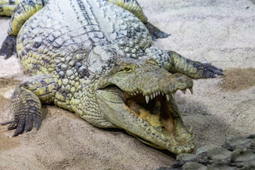krokodil