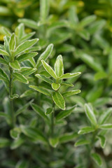 Small-leaved Japanese spindle