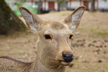 シカ