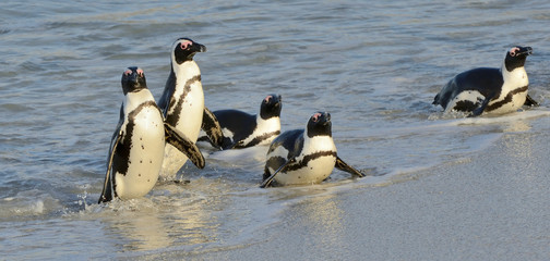 African penguins walk out of the ocean on the sandy beach. African penguin  also known as the jackass penguin and black-footed penguin. Sciencific name: Spheniscus demersus.