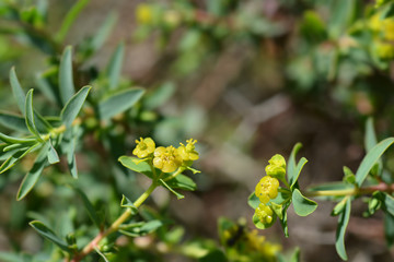 Spiny spurge