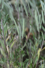 Wallflower Blood Red Covent Garden