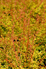Japanese barberry Golden Dream