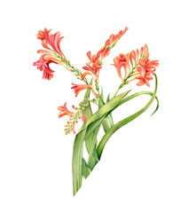 Watercolor crocosmia plant in bloom. Colourful tropical flower isolated on white. Botanical floral illustration for wedding design, cosmetics, advertising