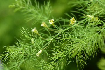 Narrow-leaved asparagus