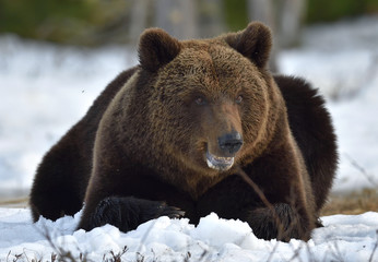 Brown Bear (Ursus arctos)  on the snow, Swamp in spring forest.