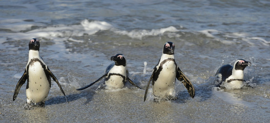 African penguins walk out of the ocean on the sandy beach. African penguin  also known as the jackass penguin and black-footed penguin. Sciencific name: Spheniscus demersus.