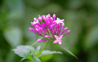purple flower