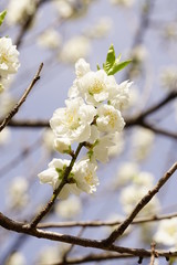 梅の花