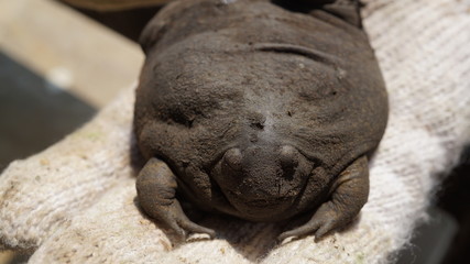 hibernation frog