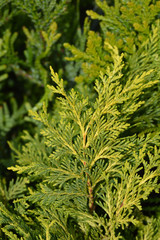 Hiba arborvitae