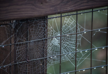 Teia de aranha com gotas chuva