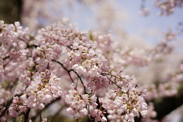 Obraz premium 桜