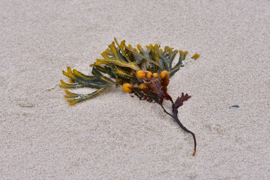 Blasentang an der Ostsee