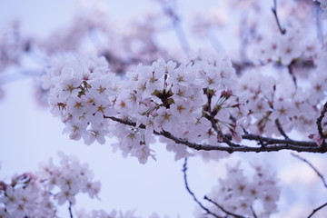 桜