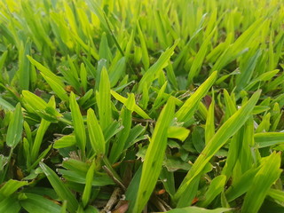 the green grass in the garden.