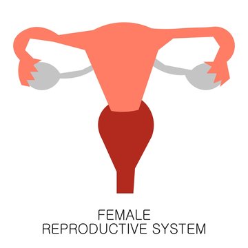 Female Reproductive System Uterus icon in flat style isolated on white background. Human anatomy medical organ vector illustration