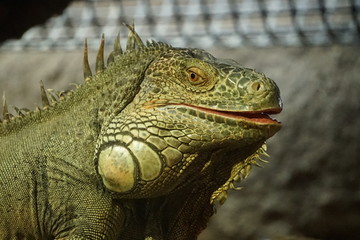 イグアナ