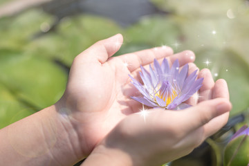 Hand holding lotus or water lily for Magha Puja or Sangha Day or Fourfold Assembly Day,Vesak day, Buddhist lent day, Buddha's birthday, Buddha Purnima worshiping, and world human spirit.