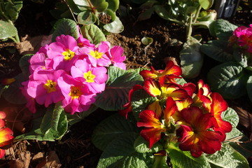 冬に咲いたカラフルなプリムラの花