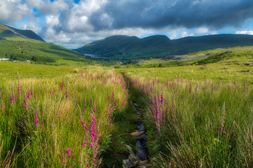 Obraz premium Meadow in a valley of flowers and a stream