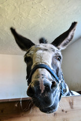 Donkey looks into the camera in the stable