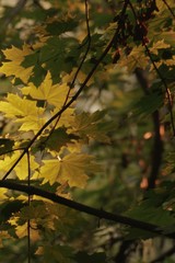 Maple tree in autumn