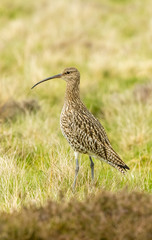 Curlew, adult curlew in natural moorland habitat during the breeding season.  Curlews are ground nesting birds.  Yorkshire, England.   Space for copy.