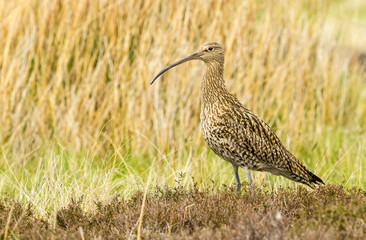 Curlew, adult curlew in natural moorland habitat during the breeding season.  Curlews are ground nesting birds.  Yorkshire, England.   Space for copy.