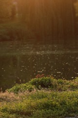 Plants on the edge of the pond in sunset