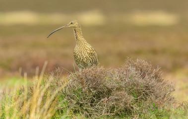 Curlew, adult curlew in natural moorland habitat during the breeding season.  Curlews are ground nesting birds.  Yorkshire, England.   Space for copy.