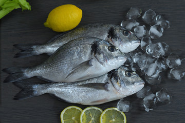 Raw fish dorado. Three Raw fish fillet on ice on dark background with ice and lemon, mediterranean cuisine
