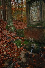 Landscapes, trees, forests