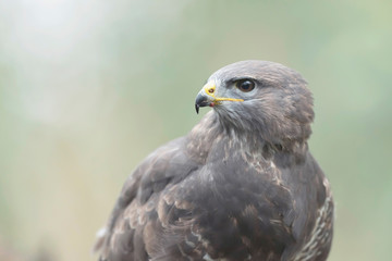 Headshot of common buzzard with blurred background.