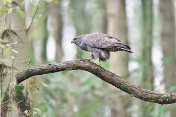 Buzzard perched on branch in forest.