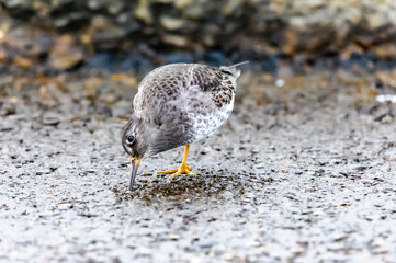 bird one leg