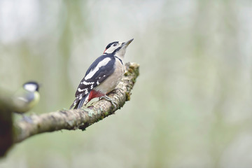 Great spotted woodpecker perched on branch. Side view.