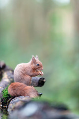 Red squirrel on mossy tree trunk in forest.