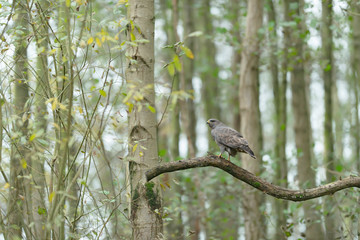Buzzard sits on branch in forest. Side view.