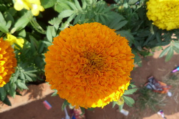 Marigold yellow flower. Hindus mostly using for garland for their temple.