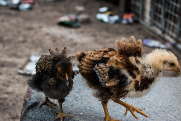 two chickens on the farm