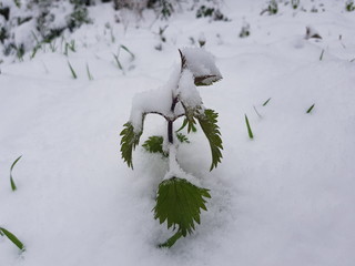 Ortiga bajo la nieve