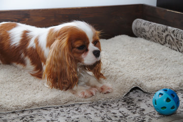 Little dog cavalier king charles spaniel plays with a blue ball