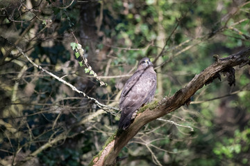 oiseau buse variable