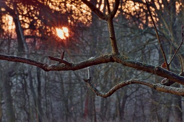 Trees and plant