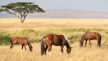 Naklejka na ściany i meble t้hree horses in the field