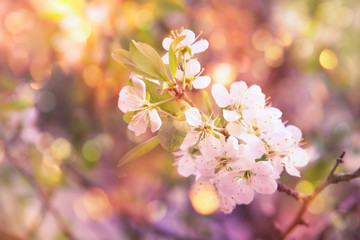 Fototapeta na wymiar Spring blossom background. Beautiful nature scene with white blooming tree and sun flare in sunny day. Spring flowers