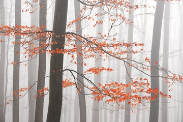 Fototapety  Nagie drzewa w zimowym lesie z mgłą